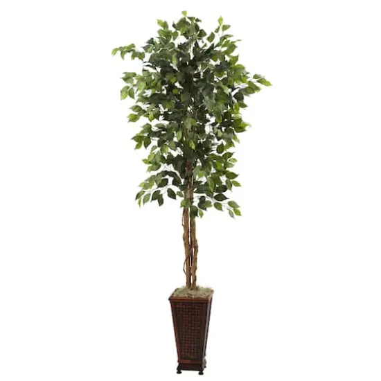 6.5ft. Ficus Tree In Decorative Planter {1}