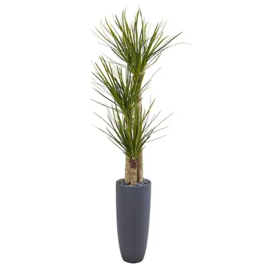 6ft. Yucca Tree in Black Planter {1}