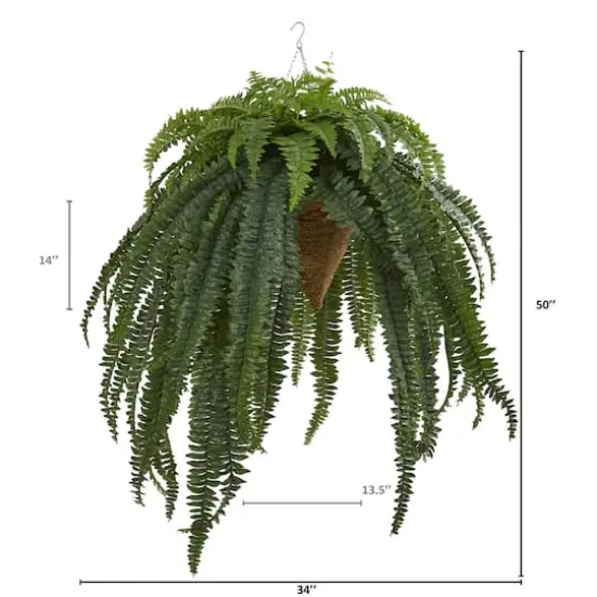 50&rdquo; Giant Boston Fern in Hanging Cone Basket {3}
