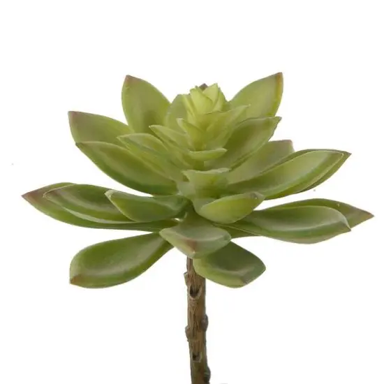 Flora Bunda&reg; Jovibarba Emerald Spring Succulent Pick, 6ct. {1}