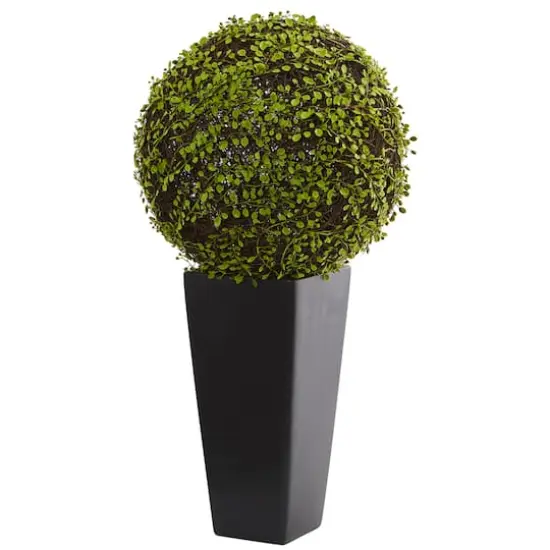 2.5ft. Mohlenbechia Ball in Black Tower Vase {1}