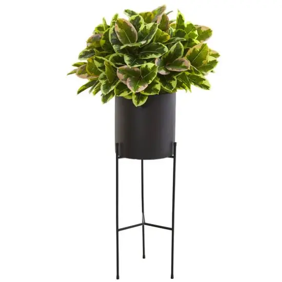 4.5ft. Rubber Leaf Plant in Black Planter with Stand {1}