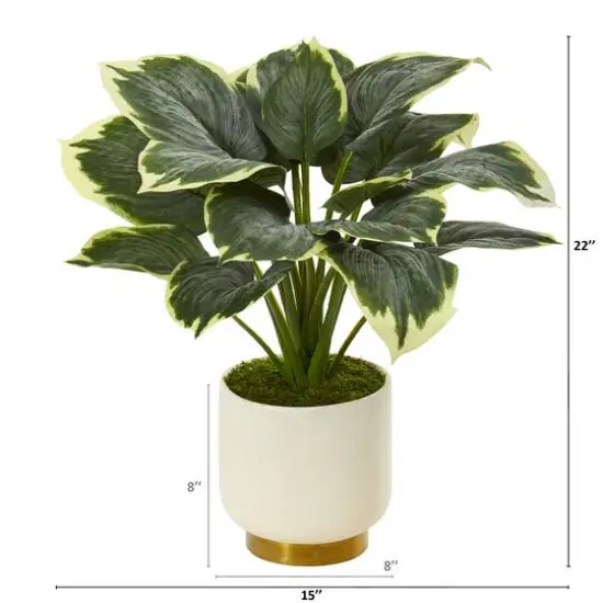 22" Variegated Hosta in Cream Planter with Gold Base {3}