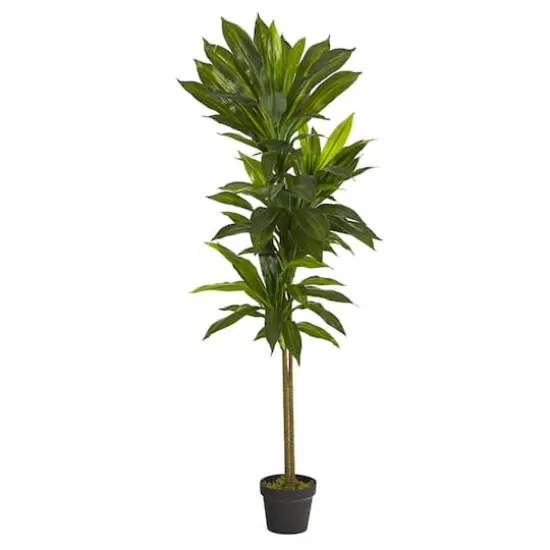 4.5ft. Potted Dracaena {1}