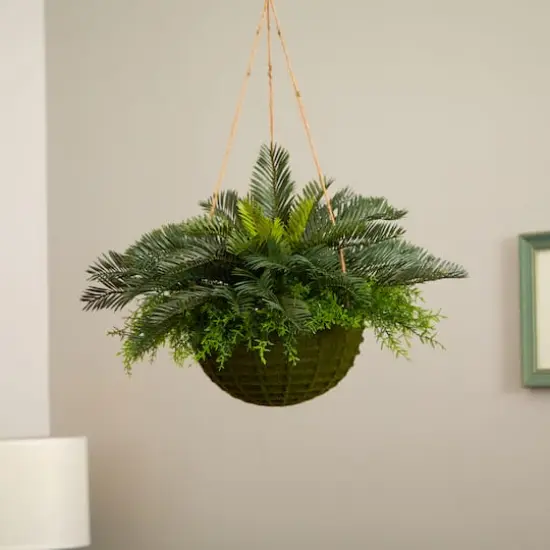 13" Cycas Plant in Mossy Hanging Basket {3}
