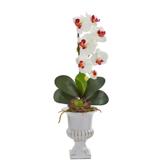 2ft. Phalaenopsis Orchid & Succulent Arrangement in Urn White {1}