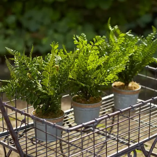 14.5" Fern Plant in Tin Pot Set  {4}