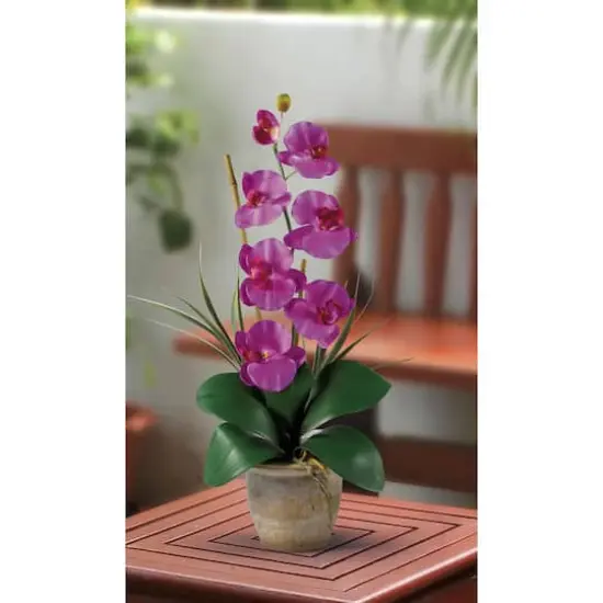 21" Moth Orchid Arrangement in Ceramic Pot {3}