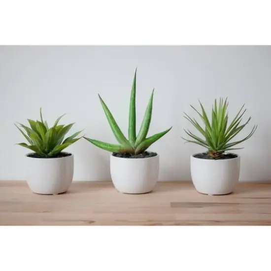Potted Agave Plant Collection 3ct. {6}