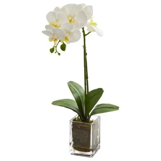 24" White Orchid Arrangement in Clear Glass Vase {1}