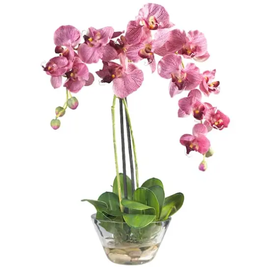 18" Moth Orchid Arrangement in Glass Vase {1}