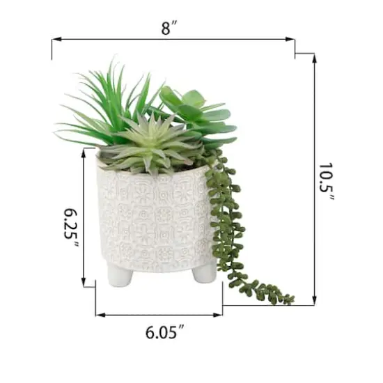 Flora Bunda&reg; 10.5" Mixed Succulent Arrangement in Footed Ivory Cathedral Container {3}