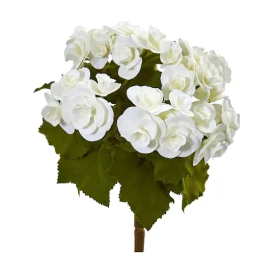 White Begonia Flower Bush, 4ct. {1}