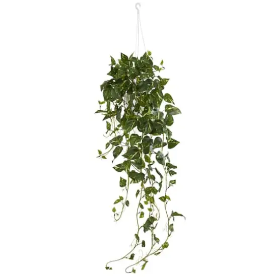 3.5ft. Green Pothos Hanging Basket {1}