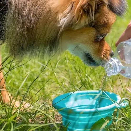 FFD PET 7oz. Silicone Pet Travel Bowl Teal {4}