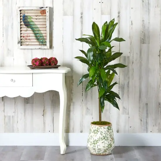 4ft. Dracaena Plant in Flower Print Planter {4}