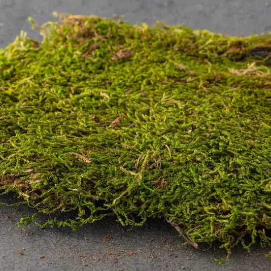 Forest Green Preserved Moss by Ashland&reg; {3}