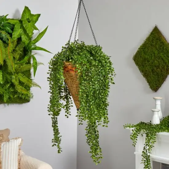 4ft. Honey Locust Plant in Hanging Cone Basket {4}