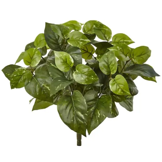 16" Pothos Bush, 6ct. {1}