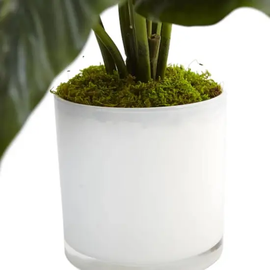 2ft. Peace Lily Plant in Glossy Glass Planter {3}