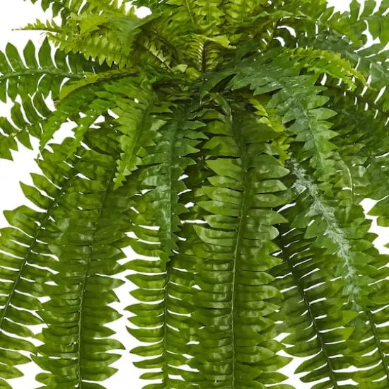 35&rdquo; Boston Fern Plant, 2ct. {4}