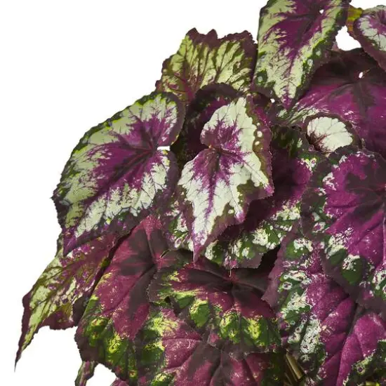 2.5ft. Purple Begonia in White Planter {3}