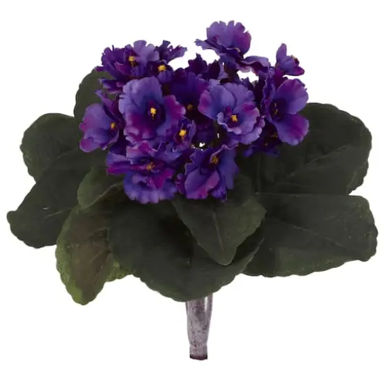 Purple African Violet Bush, 6ct. {1}