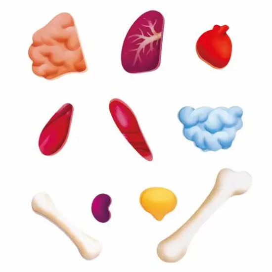 Hape Human Body Oversize Educational Puzzle {7}