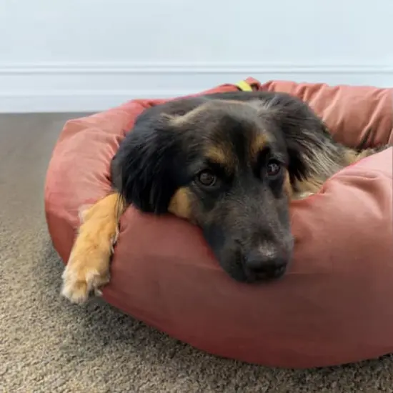 Royal Pet Bed Small Washable Luxury Velvet Dog Bed Blush {5}