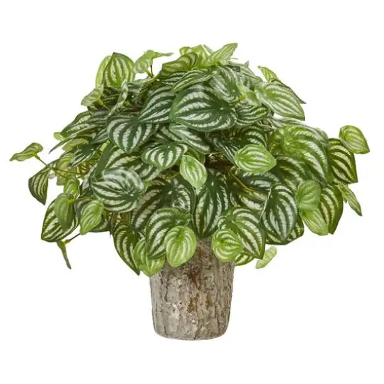 13" Peperomia Plant in Weathered Oak Planter {1}