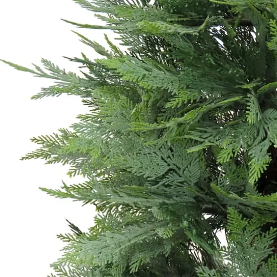 5ft. Cypress Tree In Nursery Pot {4}