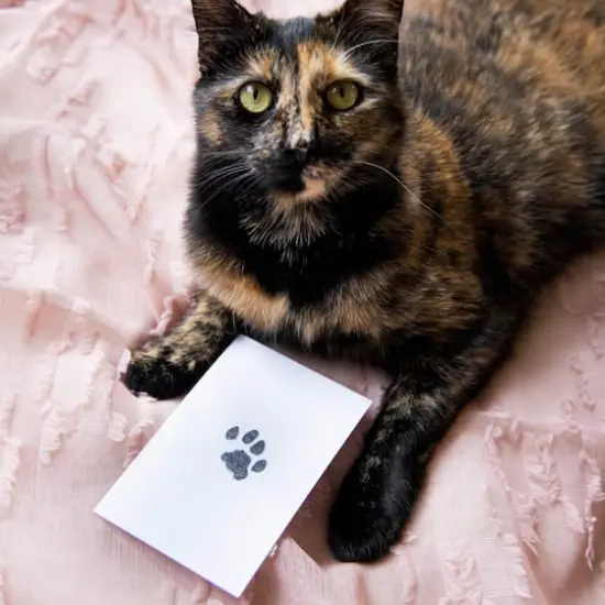 Pearhead Clean-Touch Ink Pad {4}