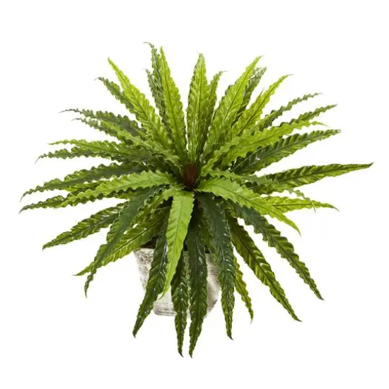 24" Asplenium in Country White Planter {4}