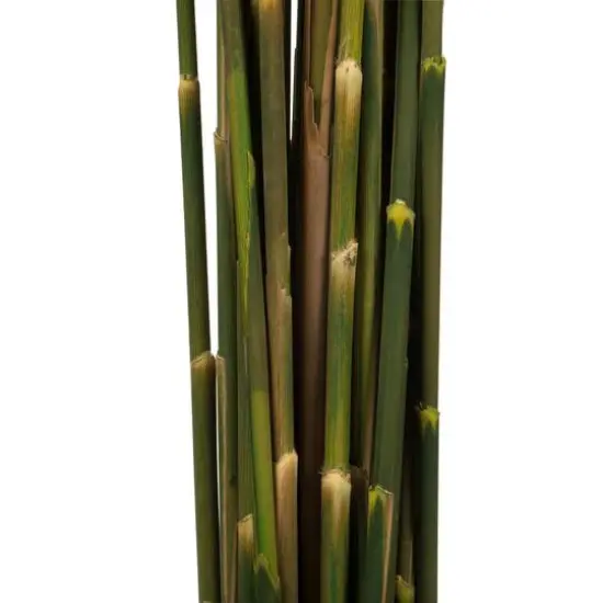 Plume Reed Preserved Bundle Aspen Gold {5}