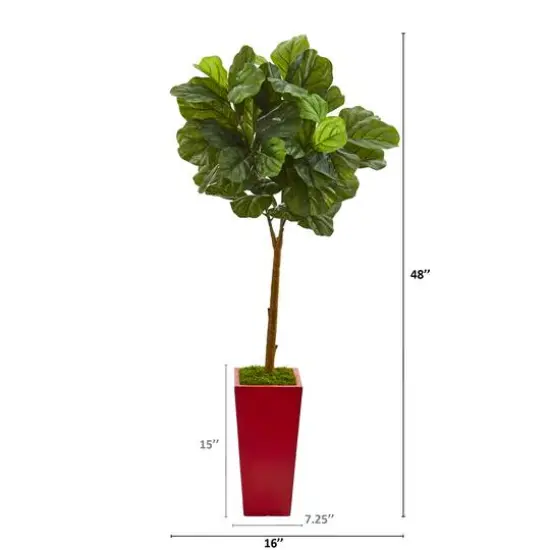 4ft. Fiddle Leaf Tree in Red Planter {3}