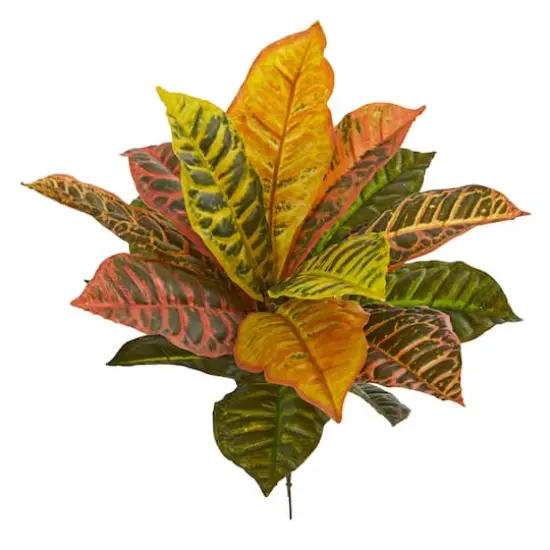17" Garden Croton Plant, 6ct. {1}