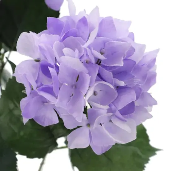 Purple Hydrangea Bush by Ashland&reg; {4}