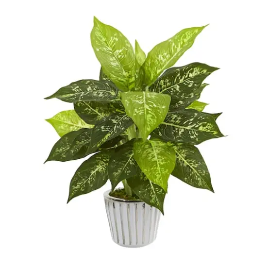 19" Dumb Cane in White Vase Set {6}