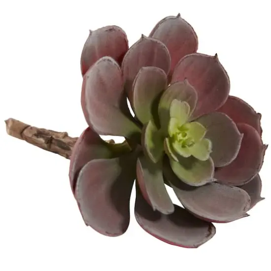 Green & Burgundy Echeveria Succulent, 12ct. {5}