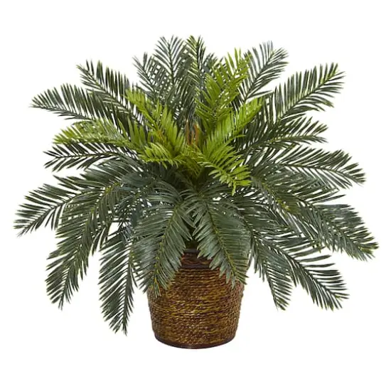 15" Cycas In Basket {1}