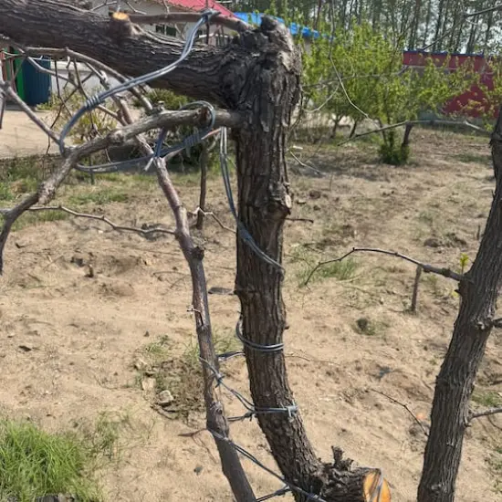 12ft. Black Plastic Barbed Wire by Ashland&reg; {5}