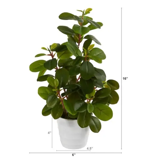 16" Peperomia Plant in Decorative Planter {3}