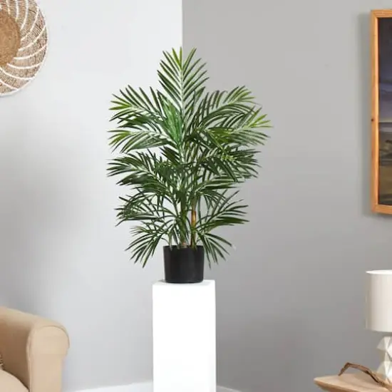 2.5ft. Potted Areca Palm {5}