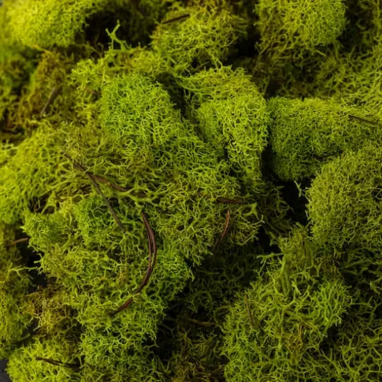 Ashland&reg; Reindeer Moss Chartreuse {6}