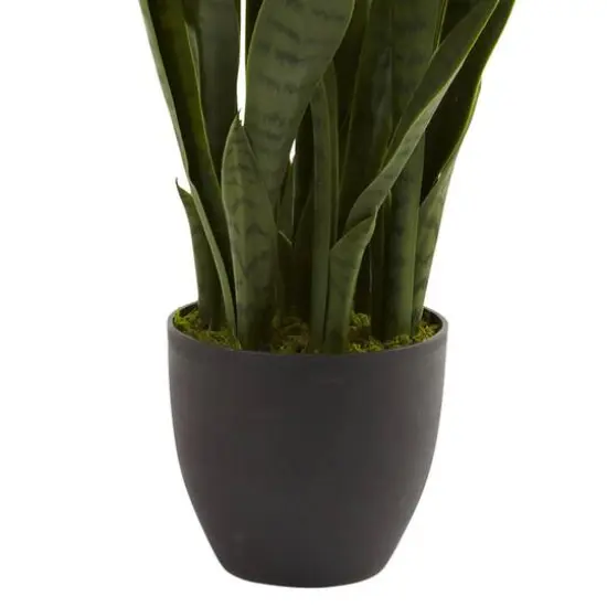 3ft. Snake Plant with Black Planter {6}