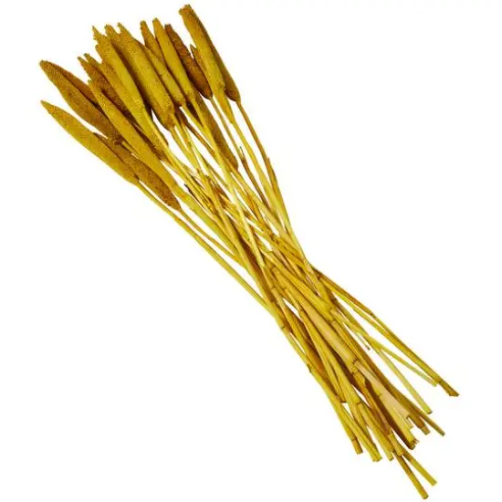 Dried Plant Bunny Tail Natural Foliage with Long Stems Yellow {4}