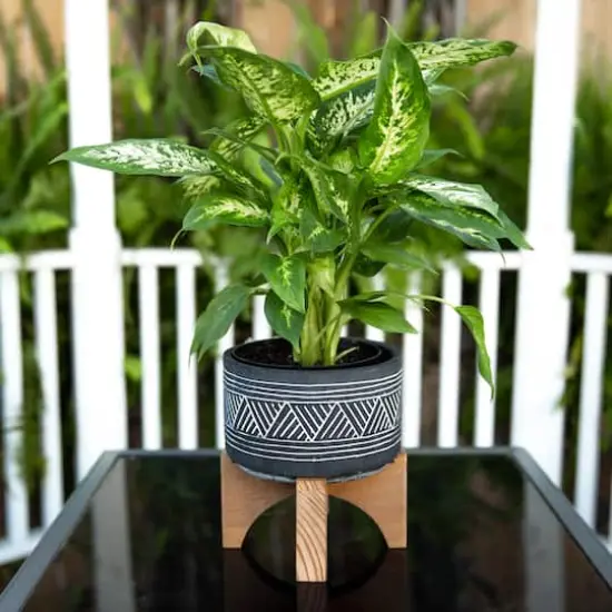  Flora Bunda 7" Mountain Cement Planter With Wood Stand {4}