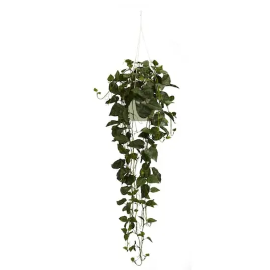 44" Philodendron Hanging Basket Plant {1}