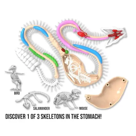 Dissect It Rattlesnake Super Lab Kit {7}