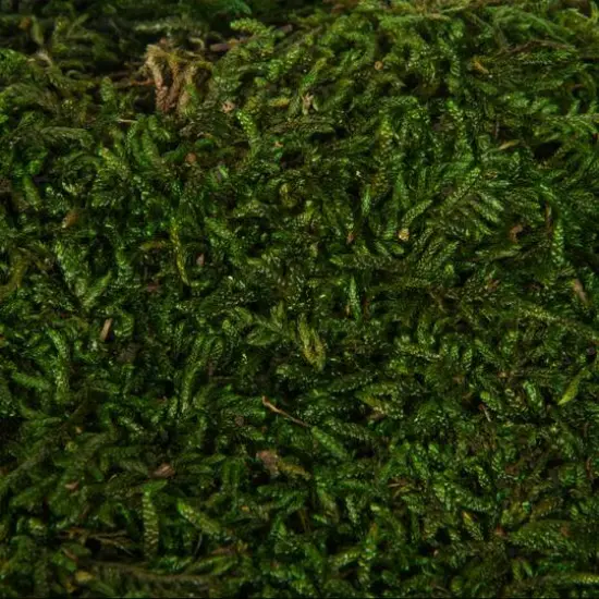 Preserved Green Sheet Moss Bag {4}